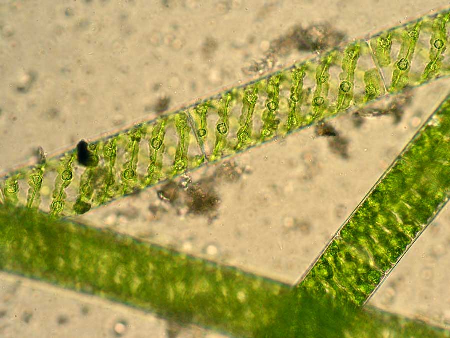 Спирогира одноклеточная. Спирогира водоросль. Нитчатая водоросль спирогира. Спирогира зеленая нитчатая водоросль.