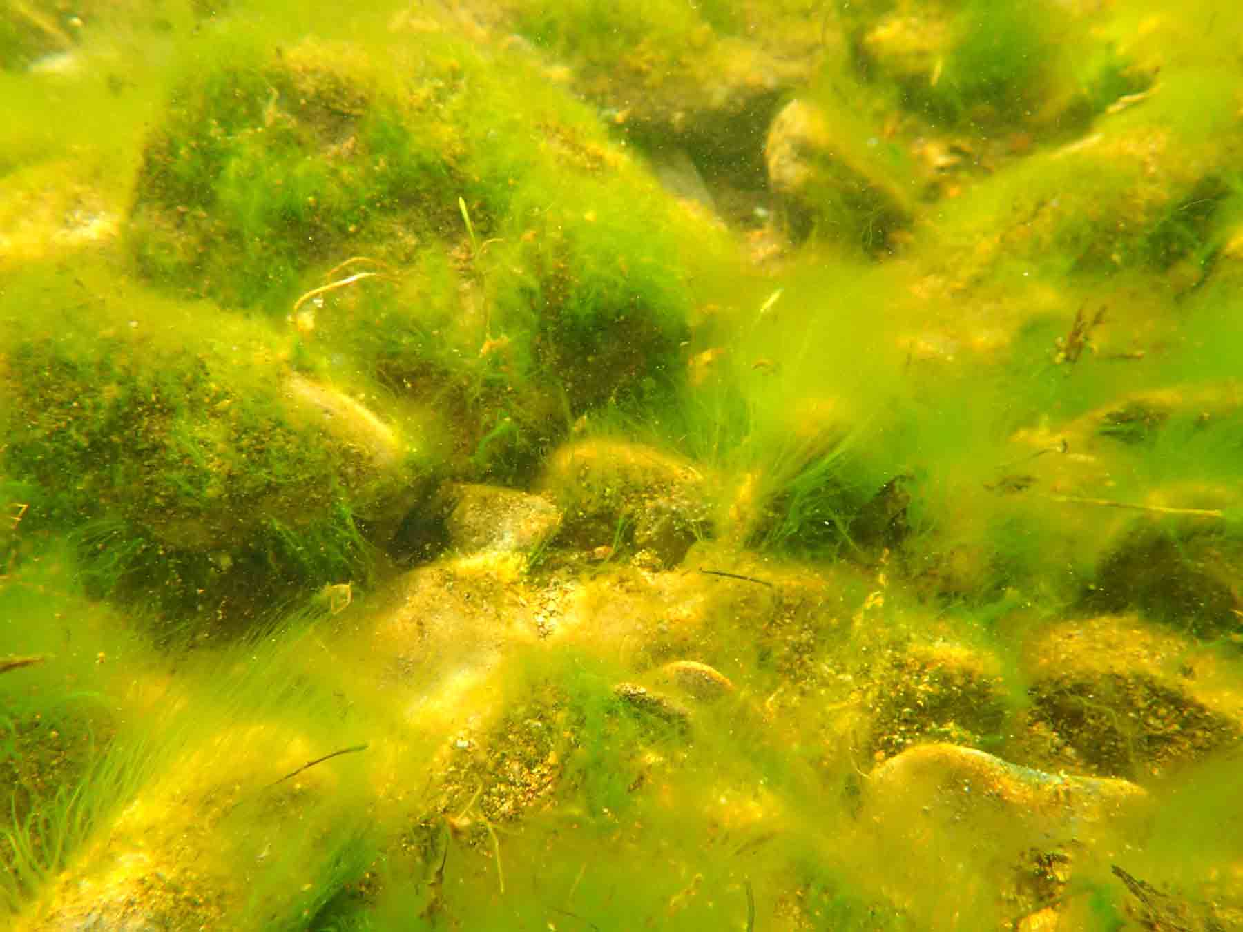 Пряным запахом водорослей. Улотрикс водоросль. Ультрикс водоросли. Зеленые водоросли спирогира. Зеленые водоросли улотрикс.